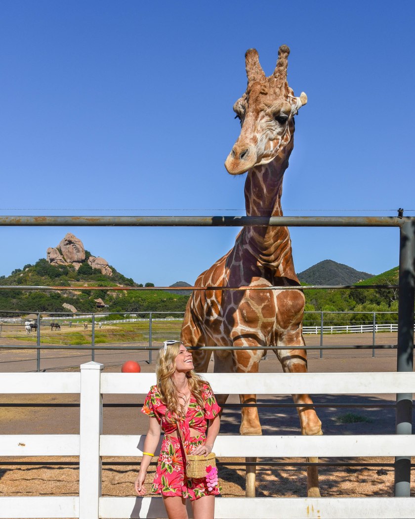 Malibu Wines Safari Travel Guide to Los Angeles Stanley the Giraffe